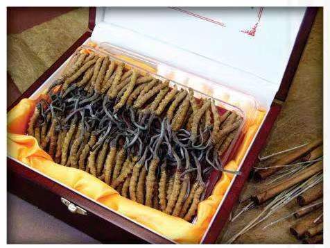 桂阳冬虫夏草回收